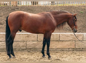 PRE, Ruin, 5 Jaar, 165 cm, Donkerbruin