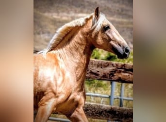 PRE Mix, Ruin, 5 Jaar, 165 cm, Palomino