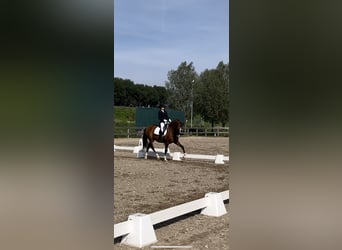 PRE, Ruin, 5 Jaar, 165 cm, Roodbruin