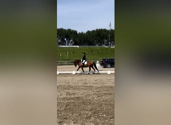 PRE, Ruin, 5 Jaar, 165 cm, Roodbruin