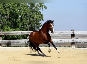 PRE, Ruin, 5 Jaar, 165 cm, Roodbruin