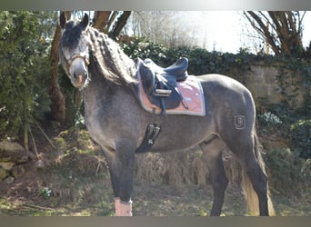 PRE, Ruin, 5 Jaar, 165 cm, Schimmel
