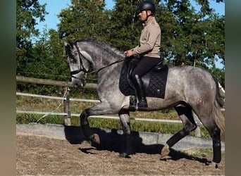 PRE, Ruin, 5 Jaar, 165 cm, Schimmel