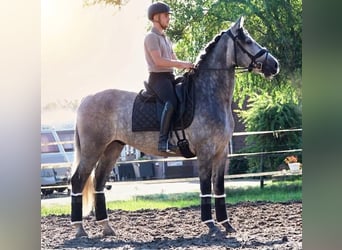 PRE, Ruin, 5 Jaar, 165 cm, Schimmel