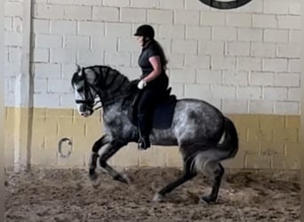 PRE Mix, Ruin, 5 Jaar, 165 cm, Schimmel