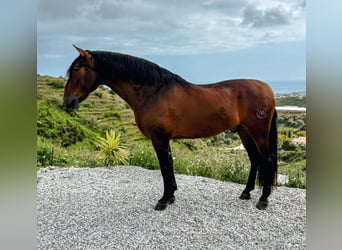 PRE, Ruin, 5 Jaar, 167 cm, Bruin