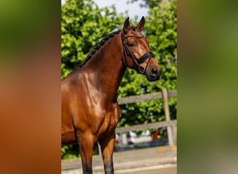 PRE, Ruin, 5 Jaar, 168 cm, Bruin