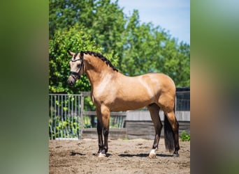 PRE Mix, Ruin, 5 Jaar, 168 cm, Buckskin