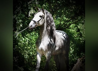 PRE, Ruin, 5 Jaar, 170 cm, Schimmel