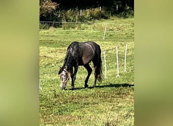 PRE Mix, Ruin, 5 Jaar, 170 cm, Zwartschimmel