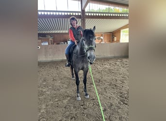 PRE Mix, Ruin, 5 Jaar, 170 cm, Zwartschimmel