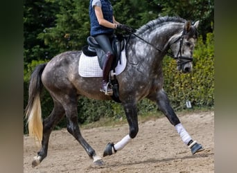 PRE, Ruin, 5 Jaar, 172 cm, Schimmel