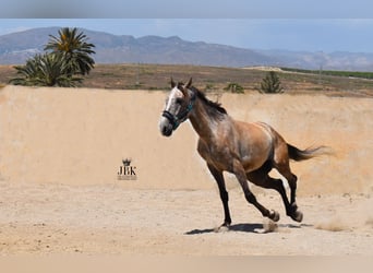 PRE Mix, Ruin, 5 Jaar, Brown Falb schimmel