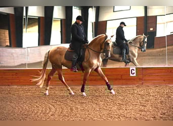 PRE, Ruin, 5 Jaar, Palomino