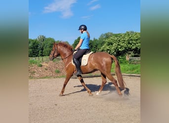 PRE Mix, Ruin, 6 Jaar, 153 cm, Vos