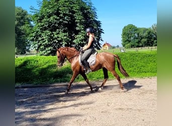 PRE Mix, Ruin, 6 Jaar, 154 cm, Vos