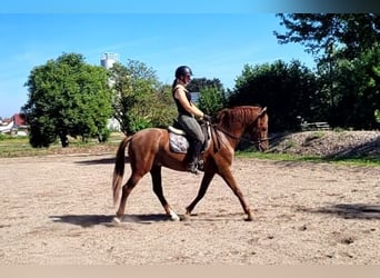 PRE Mix, Ruin, 6 Jaar, 154 cm, Vos