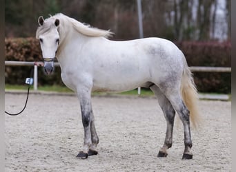 PRE Mix, Ruin, 6 Jaar, 155 cm, Schimmel