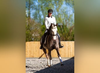 PRE Mix, Ruin, 6 Jaar, 158 cm, Schimmel