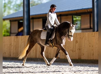 PRE Mix, Ruin, 6 Jaar, 158 cm, Schimmel
