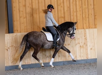PRE Mix, Ruin, 6 Jaar, 158 cm, Schimmel