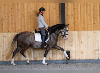 PRE Mix, Ruin, 6 Jaar, 158 cm, Schimmel