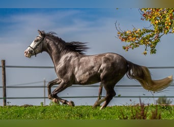 PRE Mix, Ruin, 6 Jaar, 158 cm, Schimmel