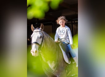 PRE Mix, Ruin, 6 Jaar, 158 cm, Schimmel