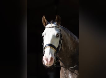 PRE Mix, Ruin, 6 Jaar, 158 cm, Schimmel