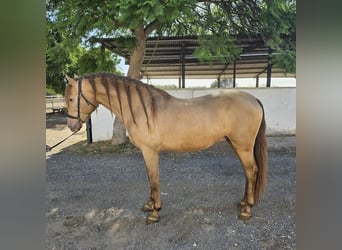 PRE Mix, Ruin, 6 Jaar, 159 cm, Champagne