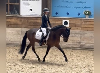 PRE Mix, Ruin, 6 Jaar, 160 cm, Bruin