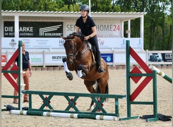 PRE Mix, Ruin, 6 Jaar, 160 cm, Bruin