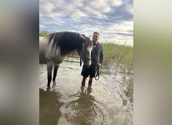 PRE, Ruin, 6 Jaar, 160 cm, Buckskin