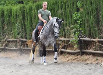 PRE Mix, Ruin, 6 Jaar, 160 cm, Schimmel