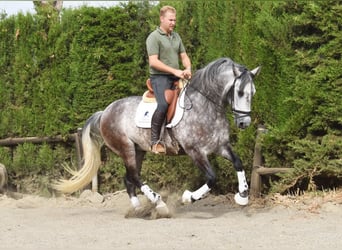 PRE Mix, Ruin, 6 Jaar, 160 cm, Schimmel