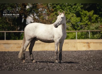 PRE Mix, Ruin, 6 Jaar, 160 cm, Schimmel