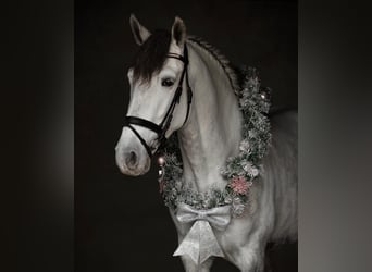 PRE, Ruin, 6 Jaar, 160 cm, Schimmel