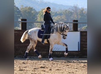 PRE Mix, Ruin, 6 Jaar, 160 cm, Wit