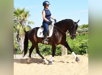PRE Mix, Ruin, 6 Jaar, 160 cm, Zwartbruin