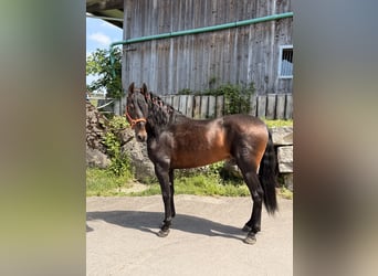 PRE, Ruin, 6 Jaar, 162 cm, Donkerbruin