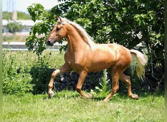 PRE Mix, Ruin, 6 Jaar, 162 cm, Palomino