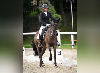 PRE Mix, Ruin, 6 Jaar, 162 cm, Zwartbruin