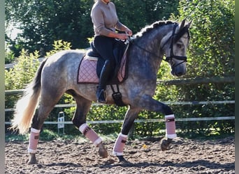 PRE Mix, Ruin, 6 Jaar, 163 cm, Schimmel