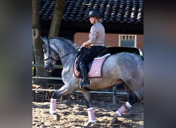 PRE Mix, Ruin, 6 Jaar, 163 cm, Schimmel