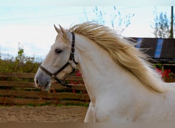 PRE, Ruin, 6 Jaar, 163 cm, Schimmel