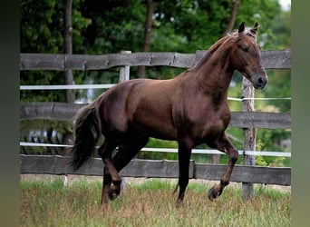 PRE Mix, Ruin, 6 Jaar, 164 cm, Appelschimmel