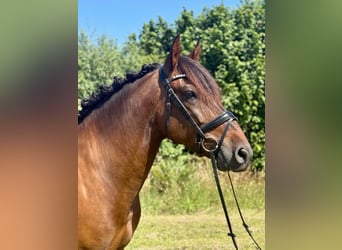 PRE Mix, Ruin, 6 Jaar, 164 cm, Donkerbruin