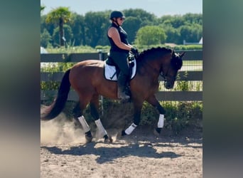 PRE Mix, Ruin, 6 Jaar, 164 cm, Donkerbruin