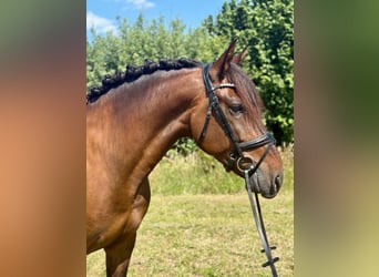 PRE Mix, Ruin, 6 Jaar, 164 cm, Donkerbruin