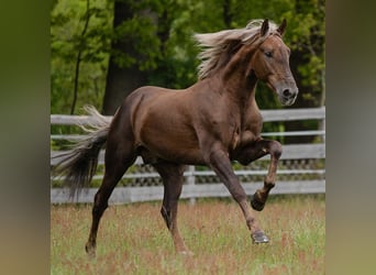 PRE Mix, Ruin, 6 Jaar, 164 cm, Palomino
